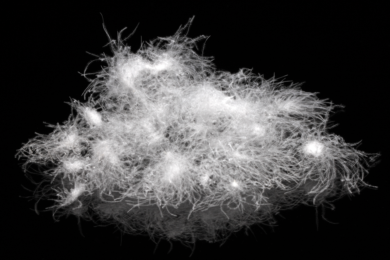 mausurische-gansedaunen echte mausurische Gänsedaunen der Hafergans