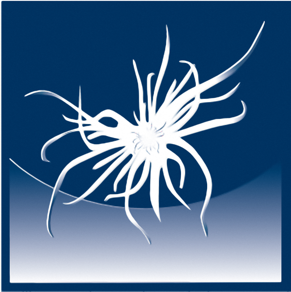 Daunen 100% Gänsedaunen